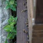 Der Eingang zum Bienenstock