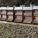 Bienenstöcke am Waldrand