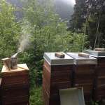 Bienenstöcke im Schwarzwald