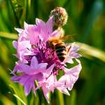 Die Blüten locken die Bienen mit ihrem Farbrausch