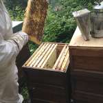 Imker Sven Mayer bei der Arbeit