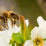 Blütenpollen haften an der Biene